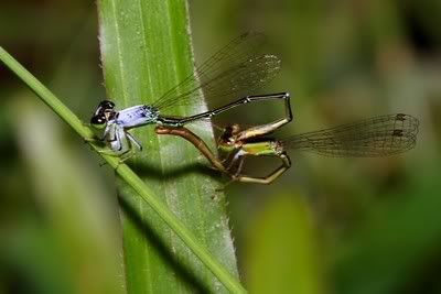 Dragonflies+mating+behavior