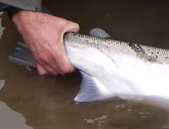 Steelhead Adipose Fin