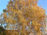 Fall08Two006.jpg image by PlotBunnies