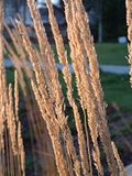 Fall08Two007.jpg image by PlotBunnies
