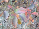 Fall08Two008.jpg image by PlotBunnies