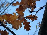 Fall08Two030.jpg image by PlotBunnies