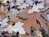 Fall08Two031.jpg image by PlotBunnies