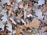 Fall08Two034.jpg image by PlotBunnies