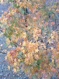 Fall08Two036.jpg image by PlotBunnies