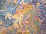 Fall08Two038.jpg image by PlotBunnies