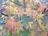 Fall08Two039.jpg image by PlotBunnies