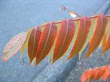 Fall08Two042.jpg image by PlotBunnies