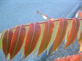 Fall08Two043.jpg image by PlotBunnies