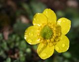 spring.jpg image by RunsTheBitterroot