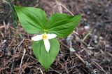 springbloom1.jpg image by RunsTheBitterroot