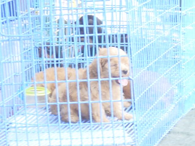 Image hosted by Photobucket.com