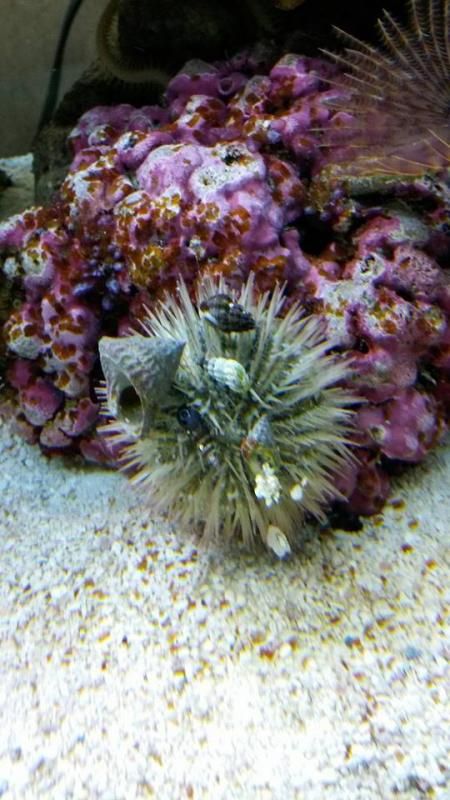  photo URCHIN_zpscc08d1d1.jpg