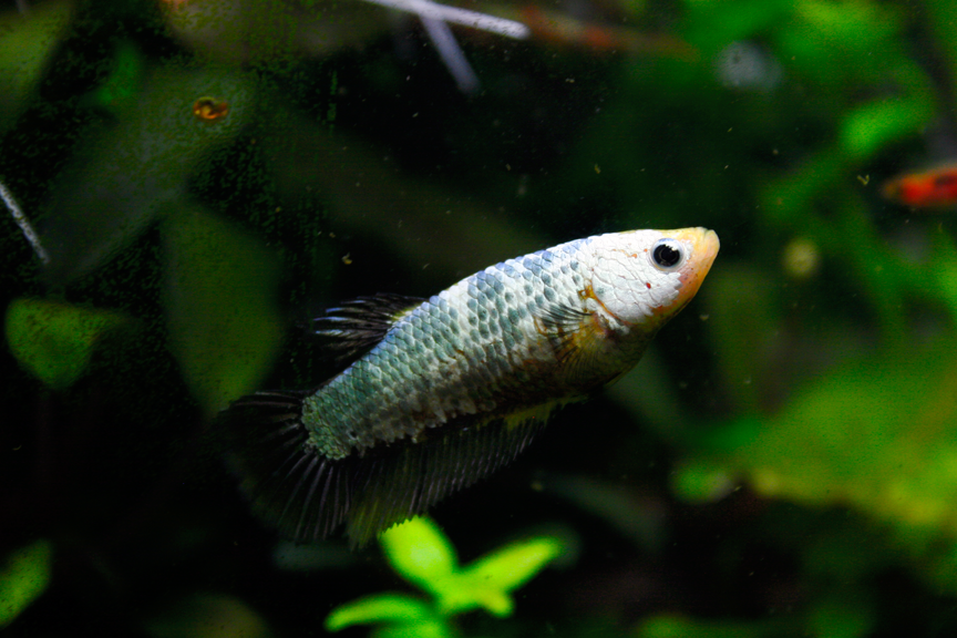 monster copper/red orange hmpk ♂ x yellow dragon koi hmpk ♀ Betta