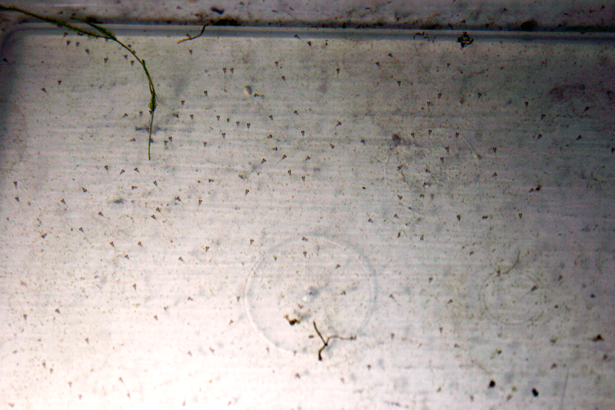 monster copper/red orange hmpk ♂ x yellow dragon koi hmpk ♀ Betta