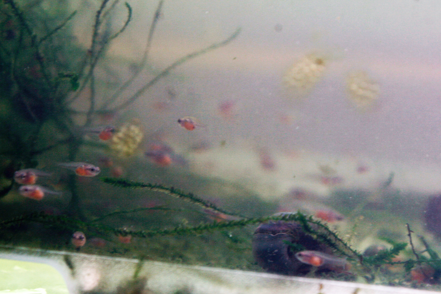 monster copper/red orange hmpk ♂ x yellow dragon koi hmpk ♀ Betta