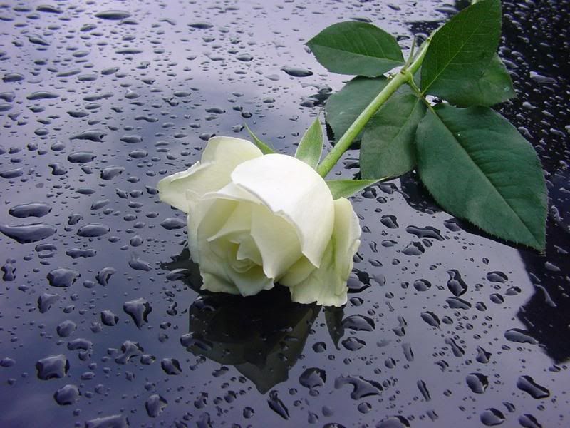 rose putih