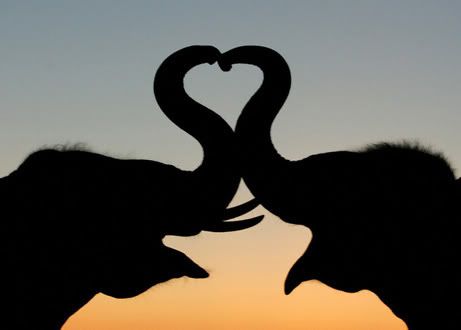 http://i6.photobucket.com/albums/y205/Rsebasti/Website%20Postings/060214_animal_love.jpg http://i6.photobucket.com/albums/y205/Rsebasti/Website%20Postings/060214_animal_love.jpg