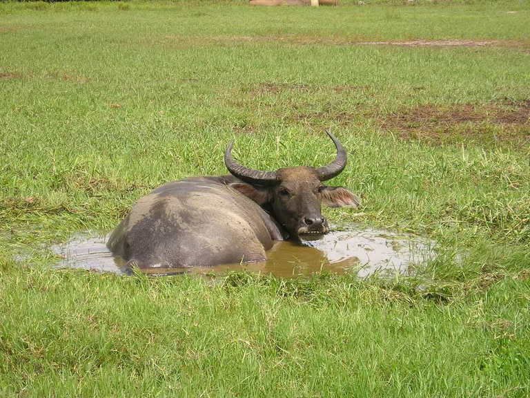 buffaloenjoyingnoonbath.jpg