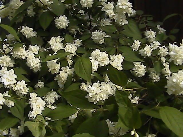 Mock Orange