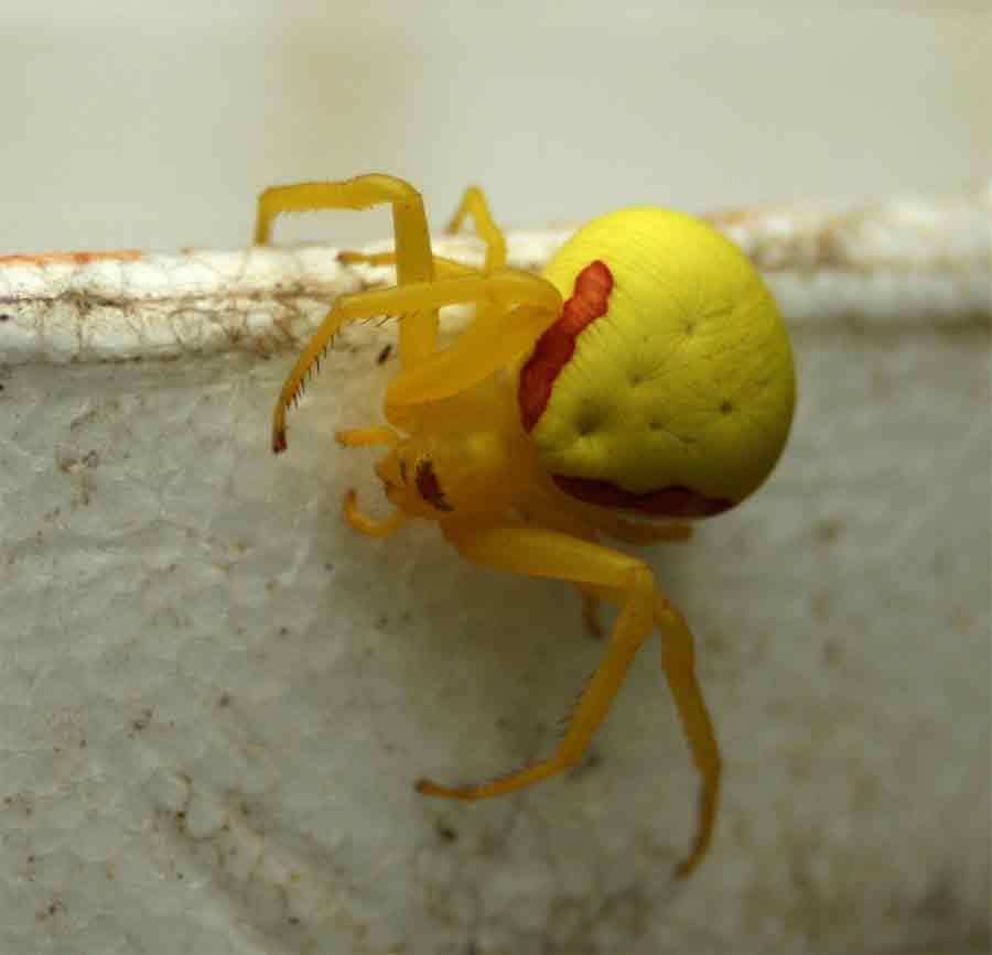 Yellow-spider.jpg