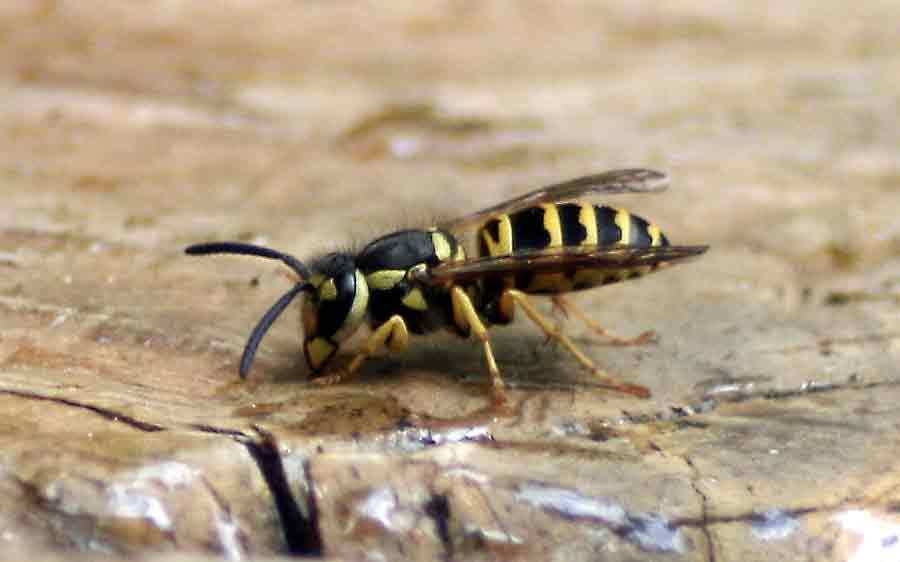 wasp4.jpg