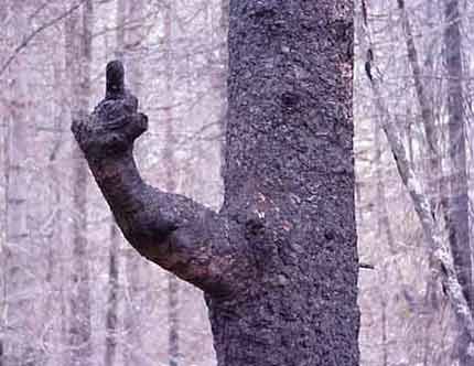 022_pissed_off_tree.jpg