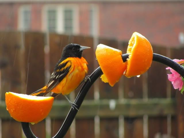 arainydaybroughttheorangebirds140.jpg