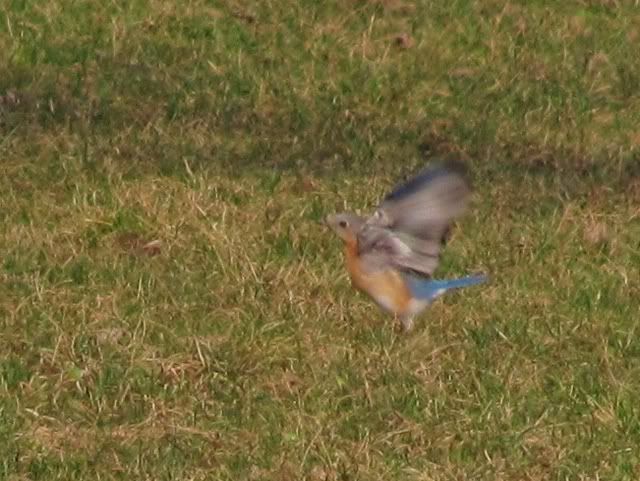bluebird003.jpg