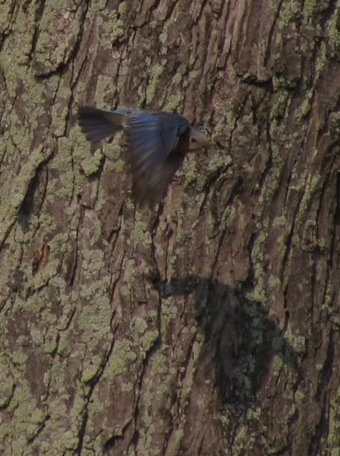 bluebird031.jpg
