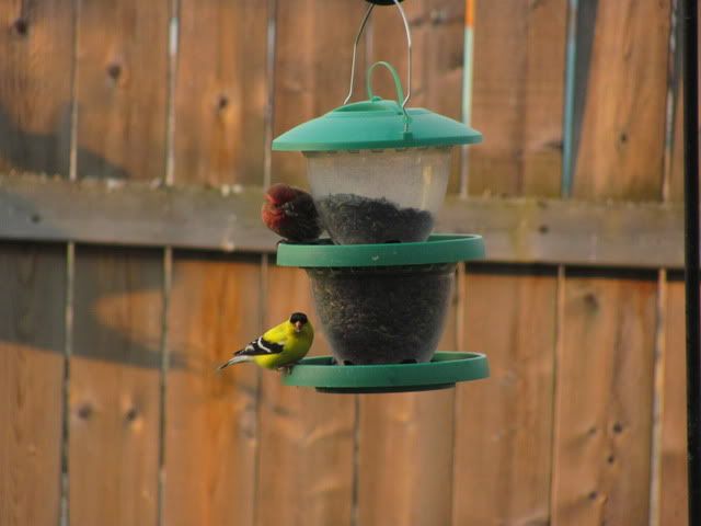 grosbeak066.jpg
