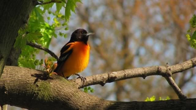 orioles142.jpg