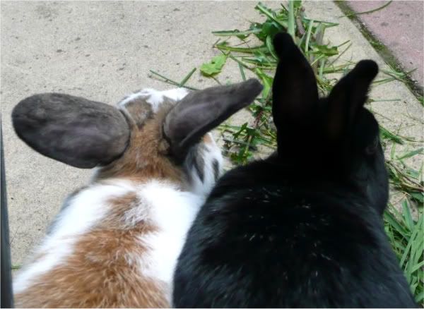RabbitsOutdoors067.jpg