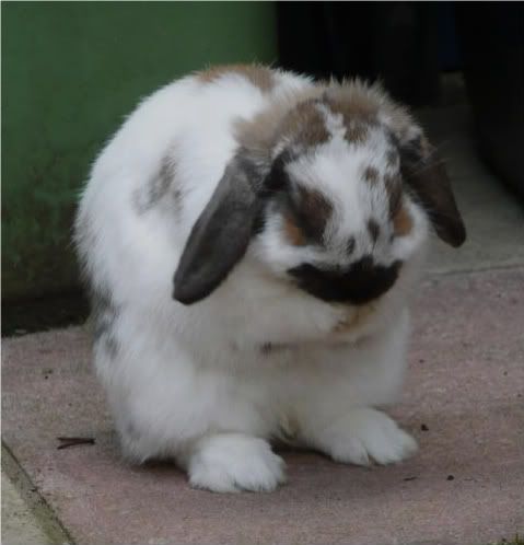 RabbitsOutdoors083.jpg