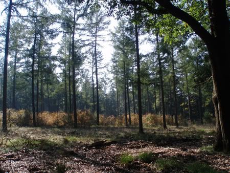 veluwe.jpg picture by Katharinaatje