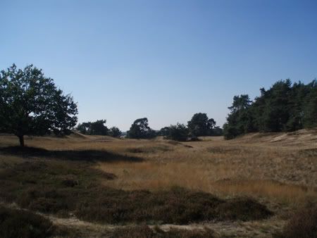 veluwe3.jpg picture by Katharinaatje