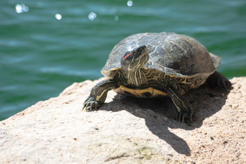 IMAGE: http://i6.photobucket.com/albums/y208/SingingSabre/POTN%20stuff/IMG_0383.jpg