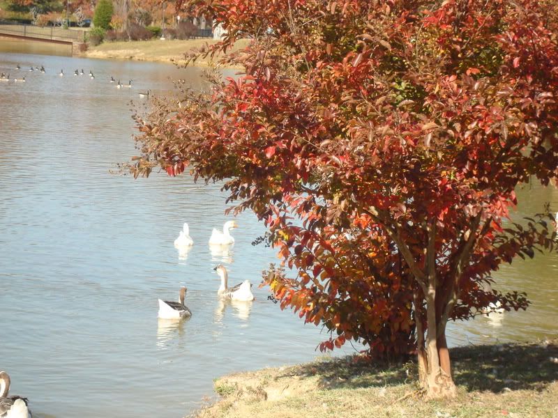 The ducks at the Park