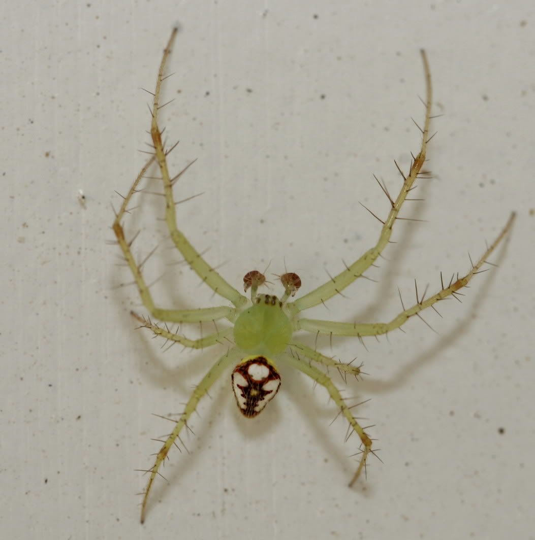 IMAGE: http://i6.photobucket.com/albums/y208/greystreet41/spider1-1.jpg