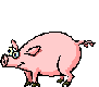 Pig Dancing