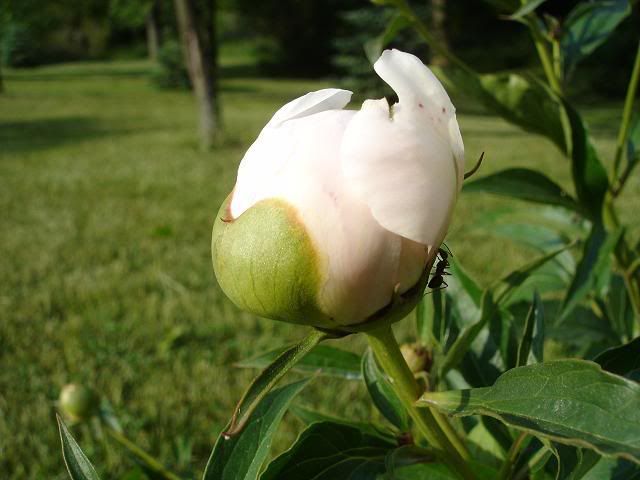 [Linked Image from i6.photobucket.com]