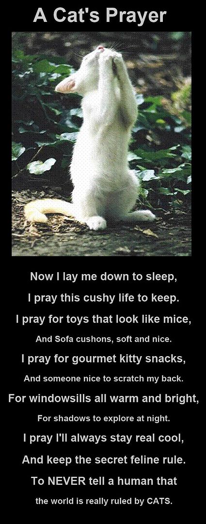 CatsPrayer.jpg