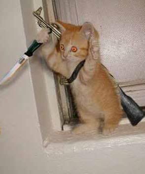 physcocat.jpg