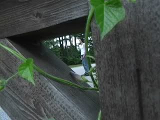 Image hosted by Photobucket.com