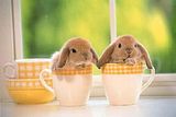 th_bunny-cups.jpg