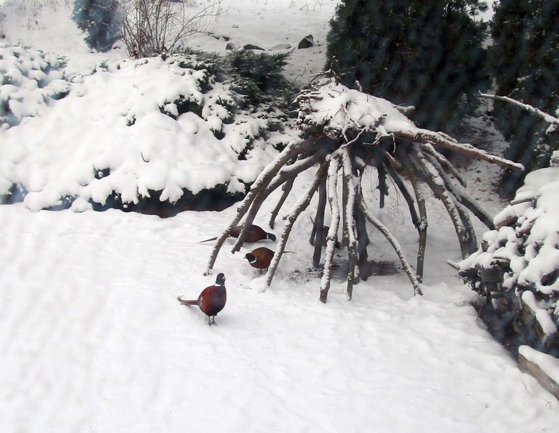 Pheasants%20Dec2015_zpsz2b4gywo.jpg