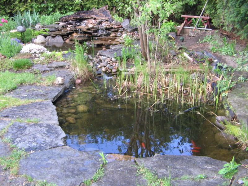 pond in spring