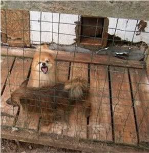 Puppy mill filth