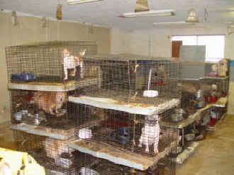 Puppy mill overcrowding