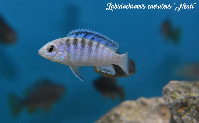 Labidochromis%20caeruleus%20%20Nkali%201